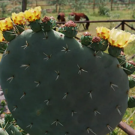 Fontana Del Cherubino